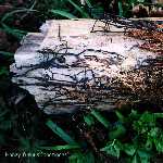 honey fungus 